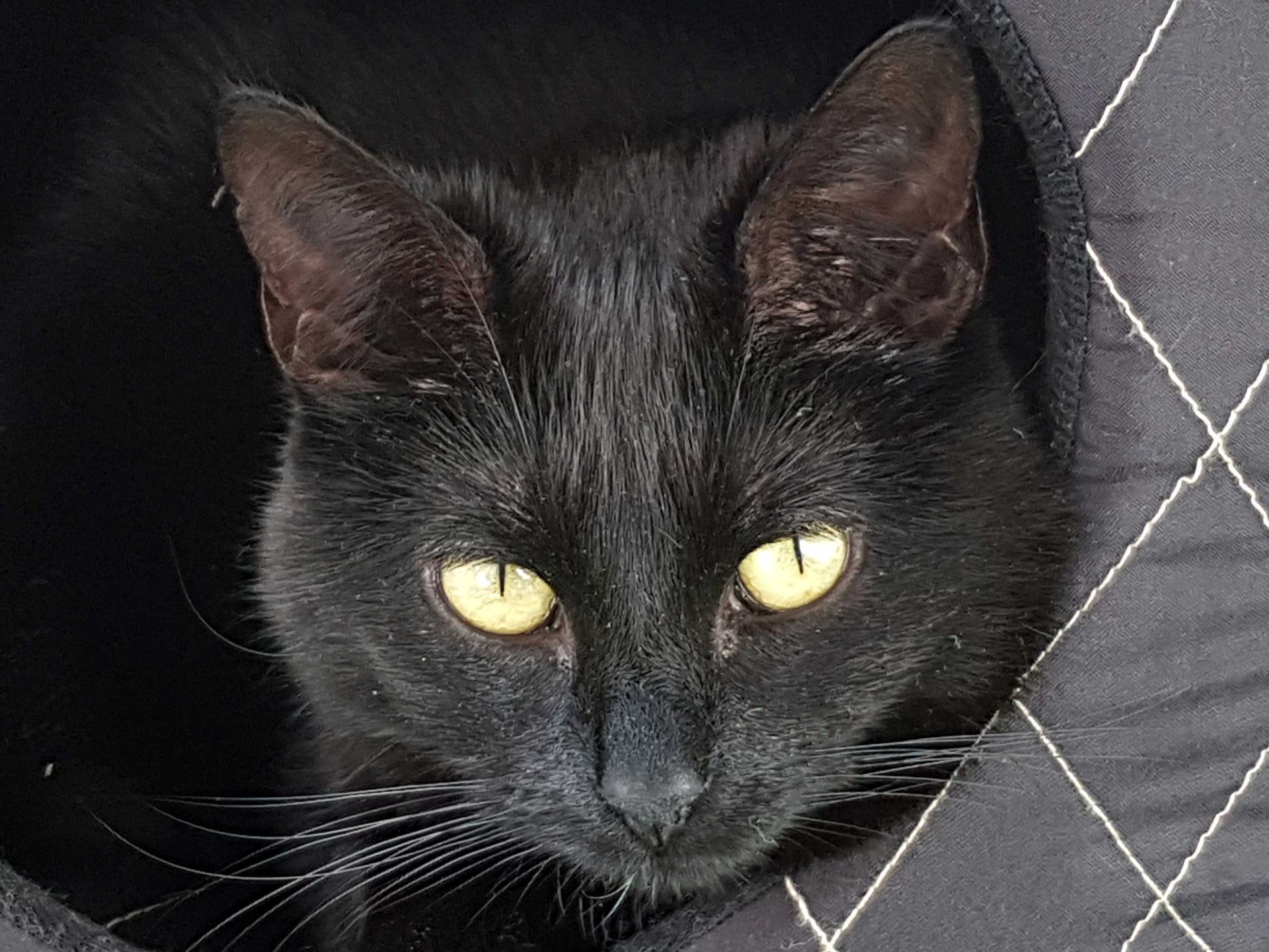 Kopf einer schwarzen Katze